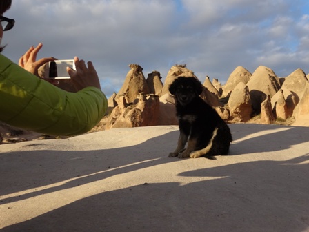 ラクダ岩の犬.jpg