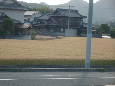 小麦畑.JPG