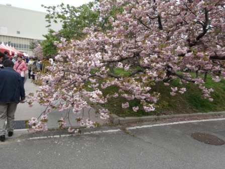 桜見物.jpg