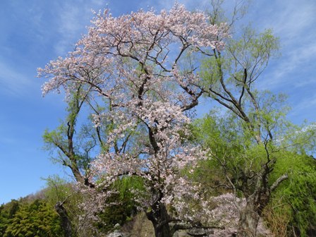 桜遊行柳の.JPG