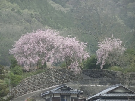 沿線の桜.JPG