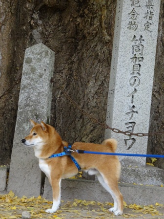 犬日本の.jpg