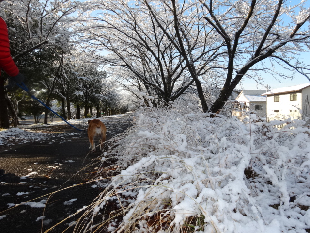 雪の散歩３.jpg