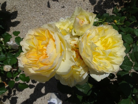 黄色いバラ.JPG