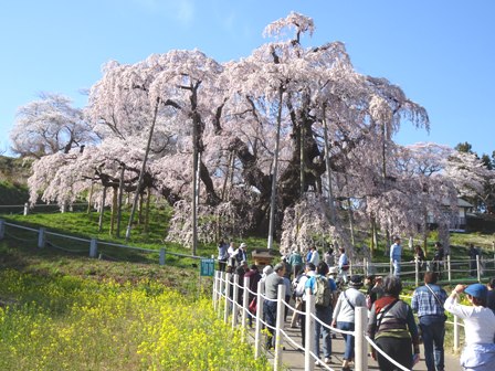 １三春の桜.JPG