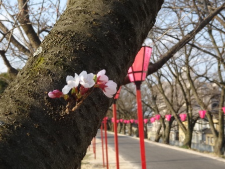 １桜開花.jpg