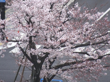 １駅の桜.JPG
