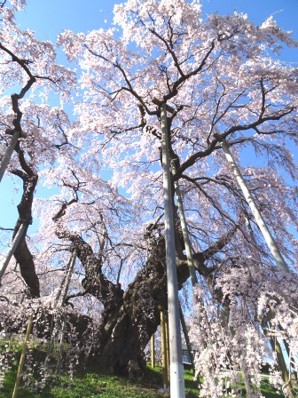 ２三春の桜.JPG