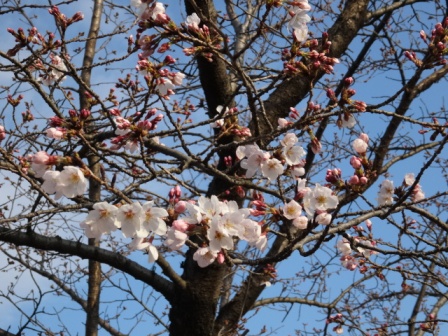 ２桜開花.jpg