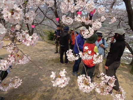 ３千本桜.JPG