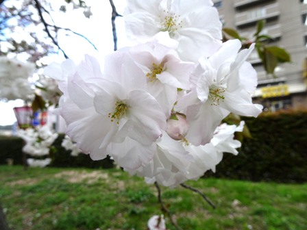 ３桜.JPG